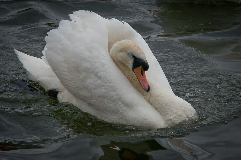 swan1.jpg