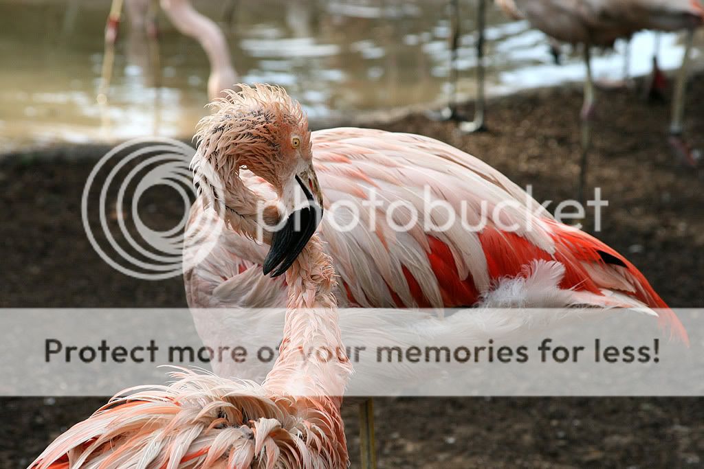 flamingo2.jpg