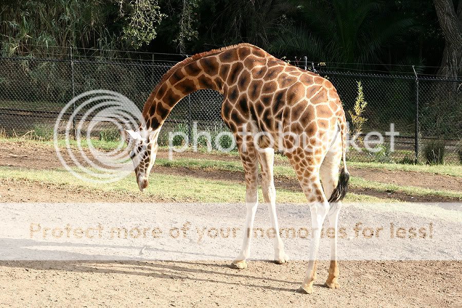 giraffe3.jpg