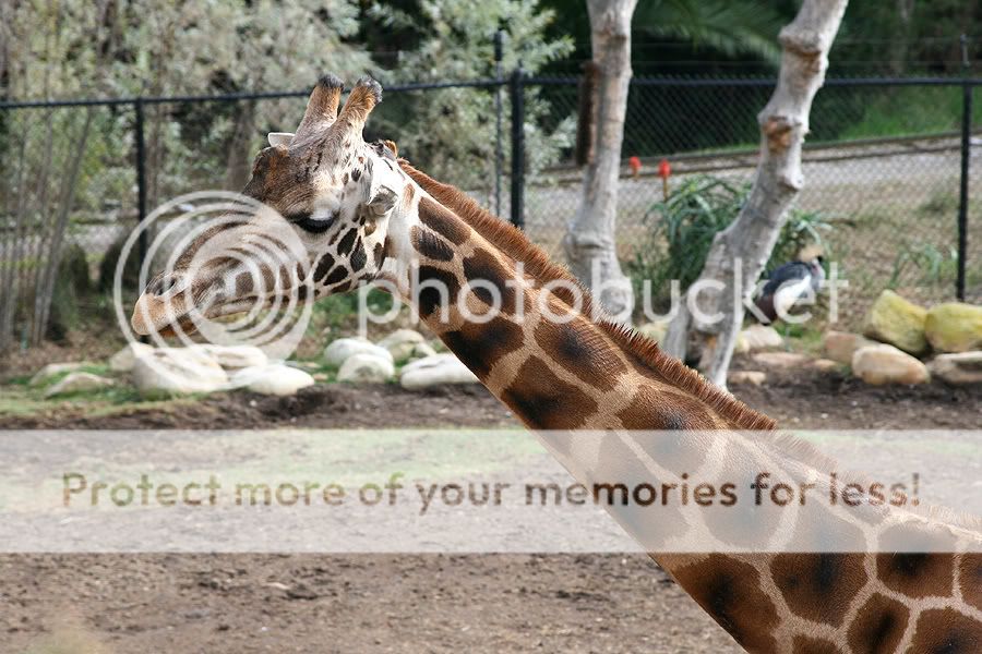 giraffe4.jpg