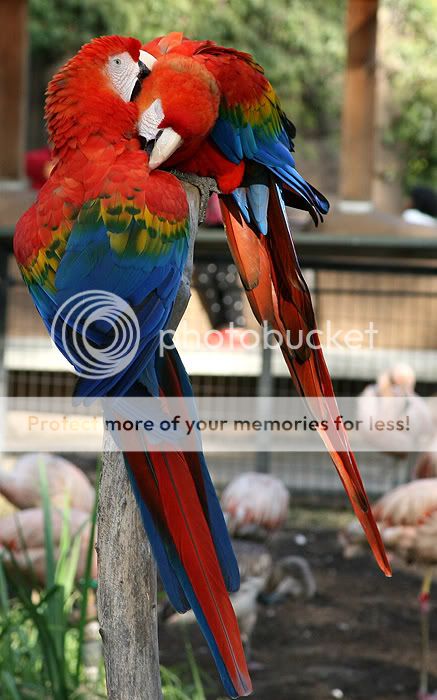 macaws1.jpg