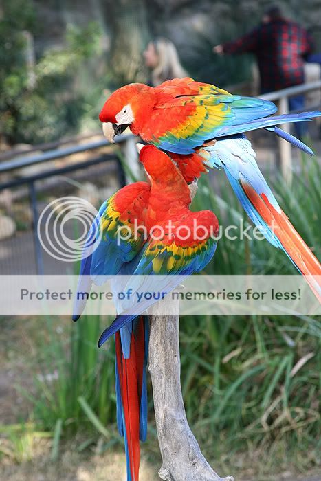 macaws2.jpg