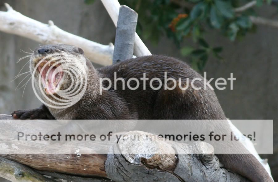 otter.jpg