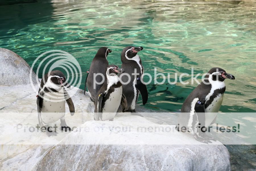 penguin3.jpg