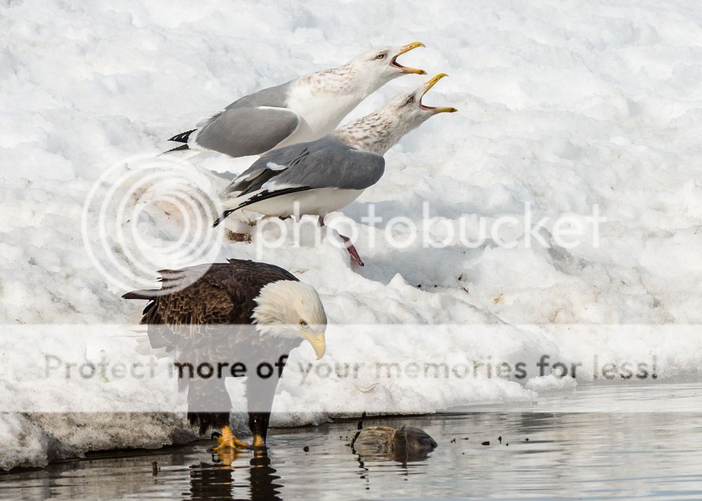 seagulls_zpsa30f49aa.jpg