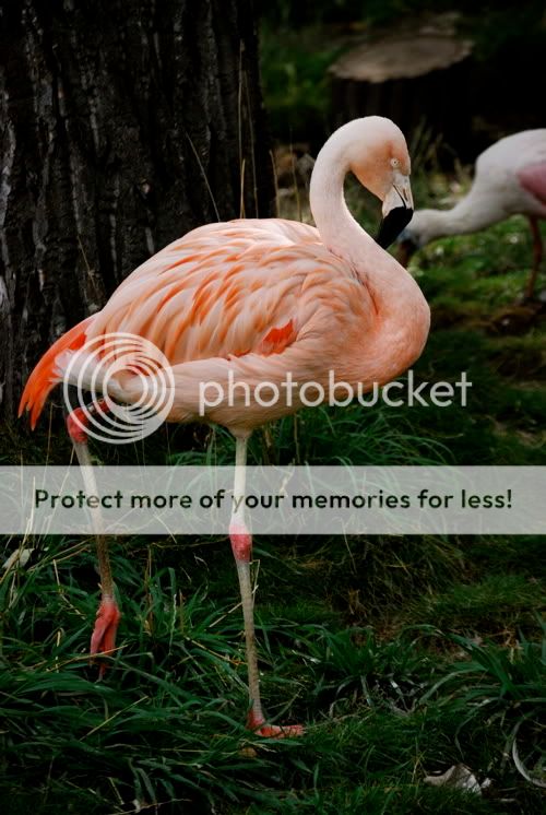 flamingo.jpg