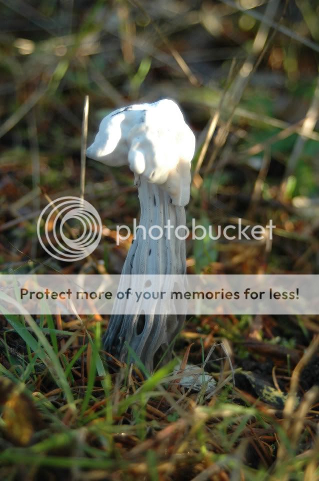 Mushroom-TestOne-Nov23-08JPG.jpg