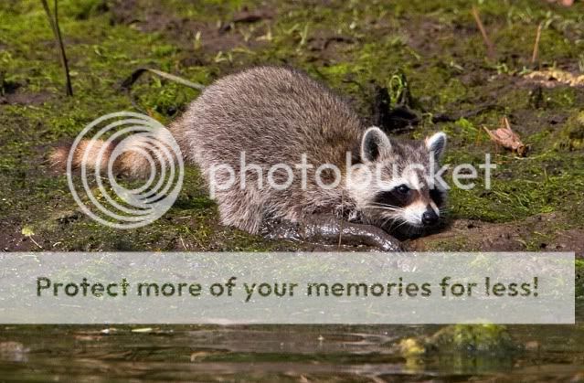 Baby-Racoon_boat-outing-3.jpg