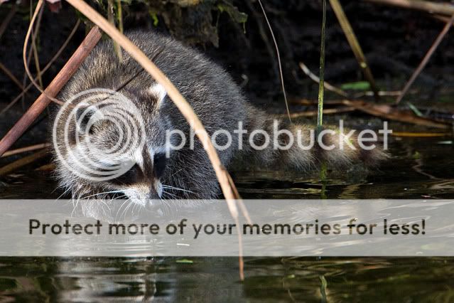 Baby-Racoon_boat-outing.jpg