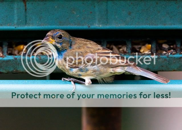 Blue-bunting.jpg