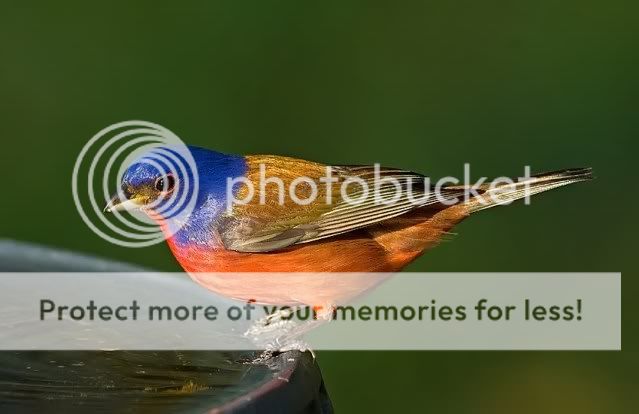 Painted-bunting--bath-2_RS.jpg