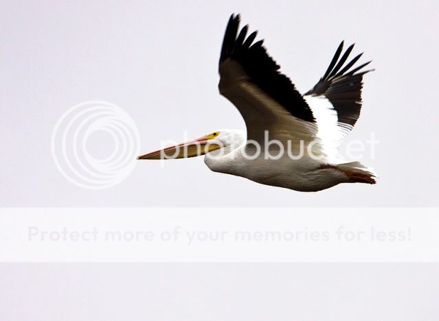 White-Pelican-in-Flight.jpg