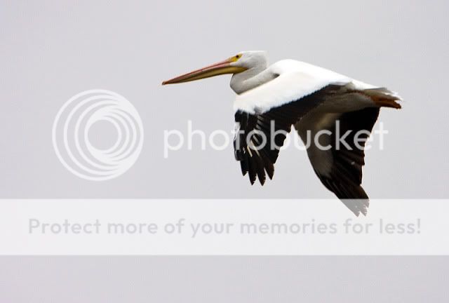 White-Pelican-in-flight-2.jpg