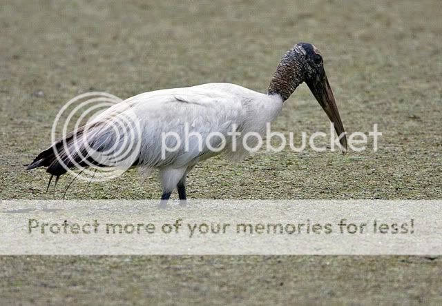 Woodstork.jpg