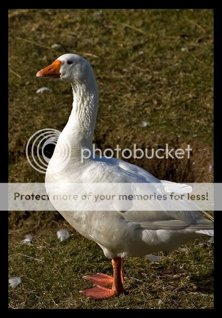 pgoose3.jpg