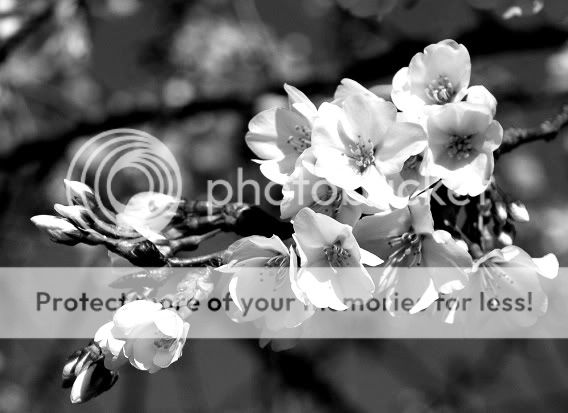 BW_Blossom.jpg