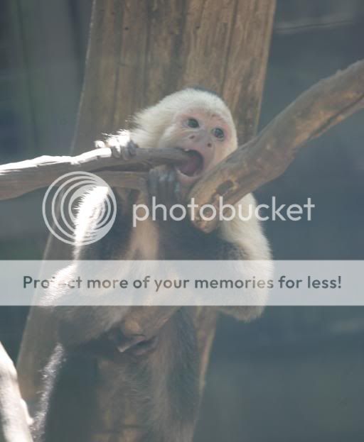 monkeystick.jpg