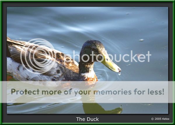 duck-green.jpg