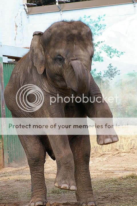 elephant.jpg