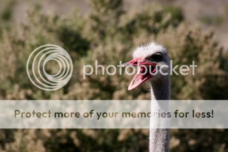 ostrich15.jpg