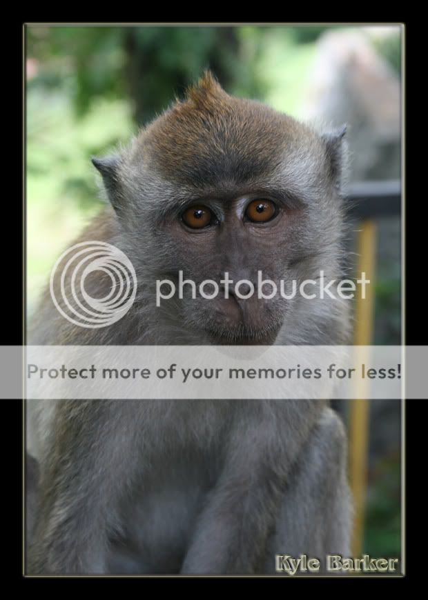 monkey3.jpg