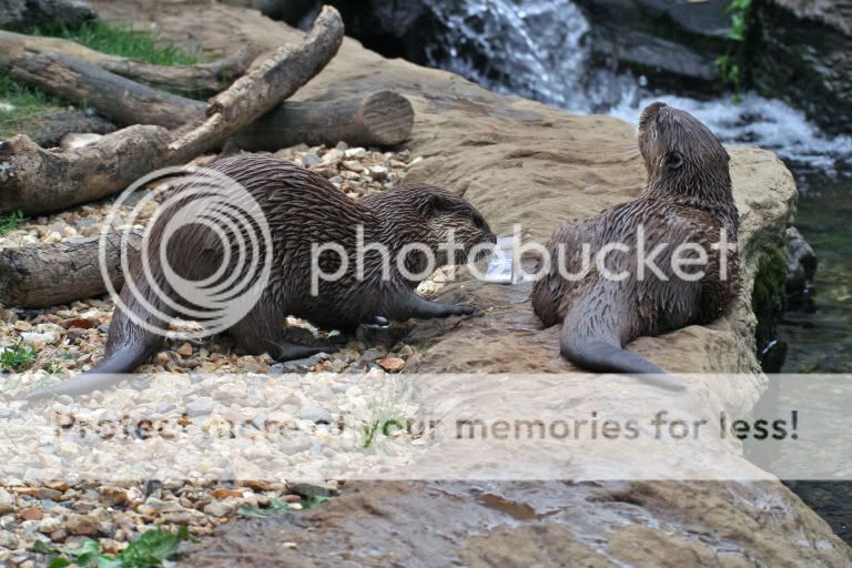 ottersfeeding.jpg