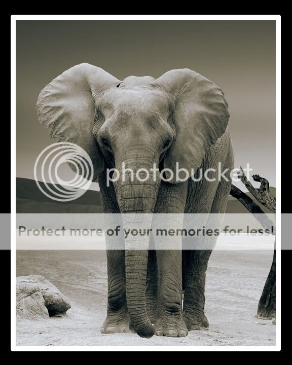 elephant-1.jpg