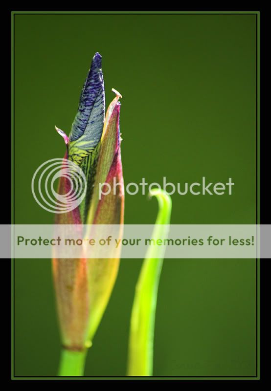 Iris_18-05-08.jpg