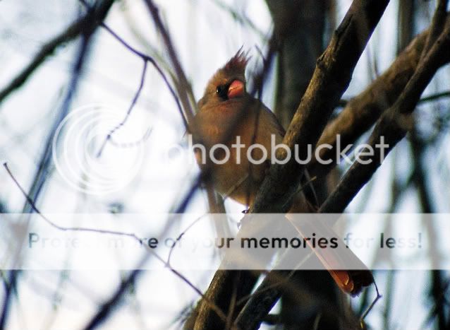 female_cardinal1.jpg