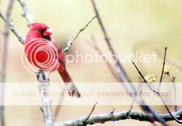 male_cardinal1_noise.jpg