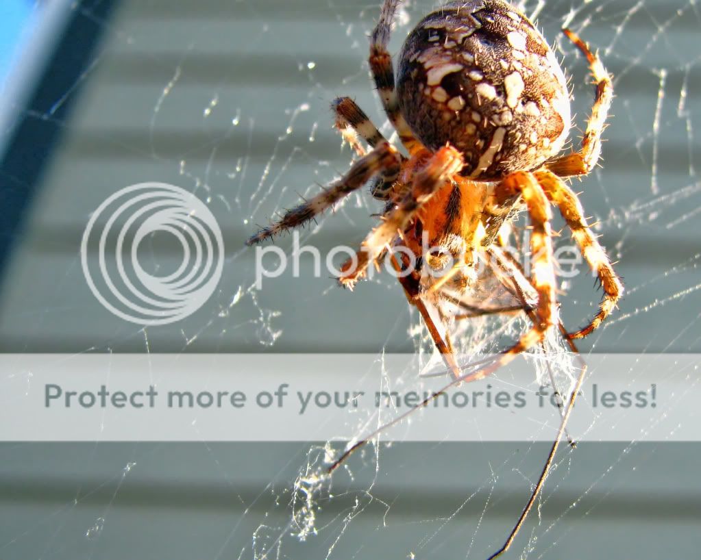 Spider2.jpg
