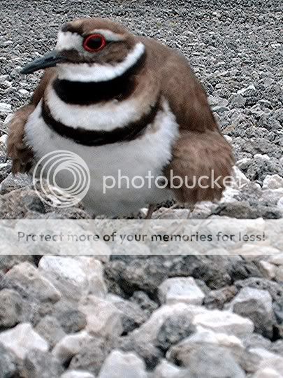 killdeer3.jpg