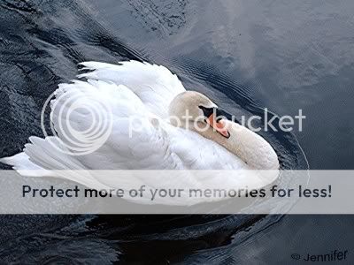 swan2.jpg