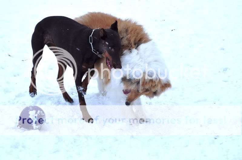 outsidesnowanddogpics065.jpg