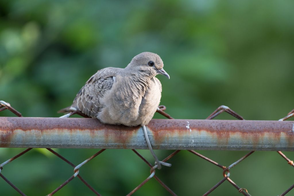 Mourning%20Dove%20On%20Fence_zpsq84tridg.jpg