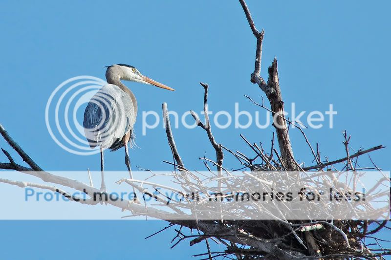 herons1.jpg