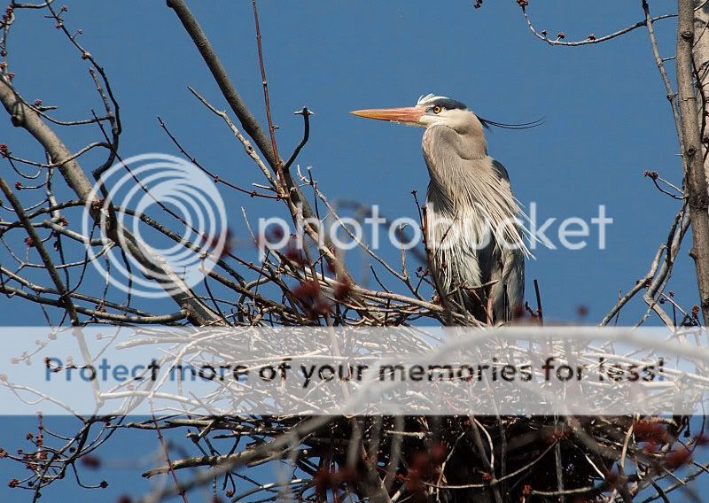 herons13b.jpg