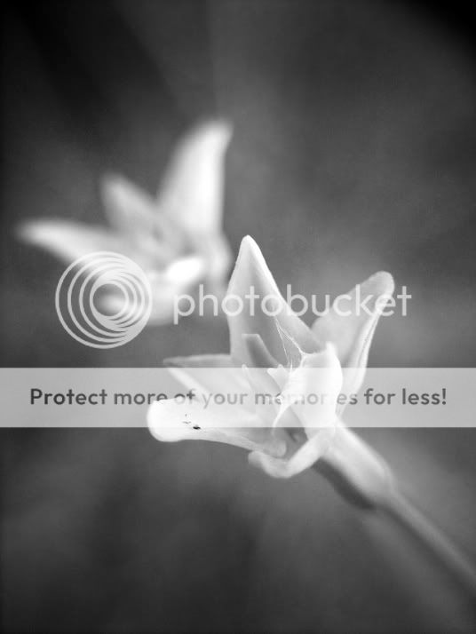 blueflowermacrobw.jpg