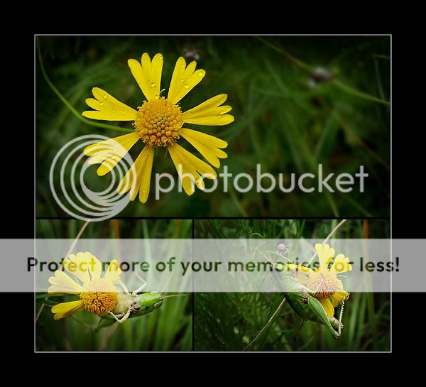 yellowflowerandgrasshoppersmall.jpg