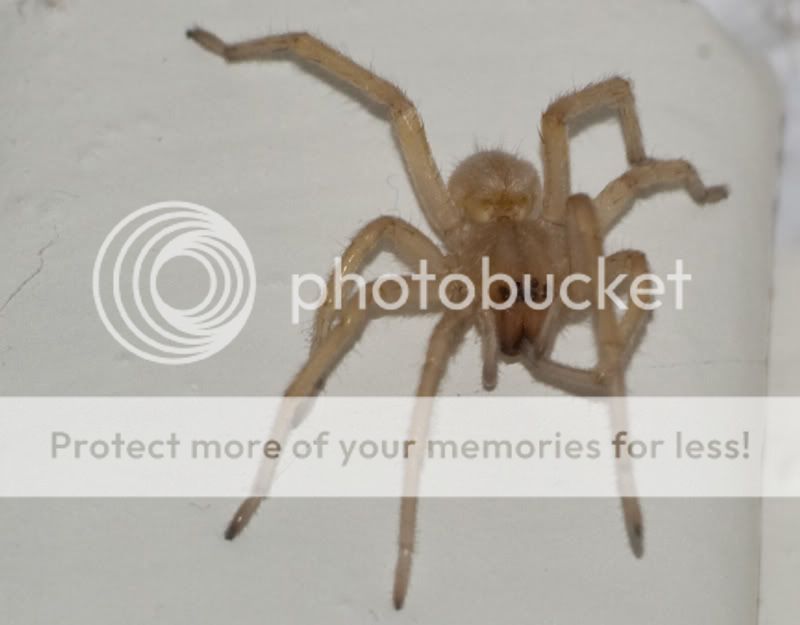 HouseSpider.jpg