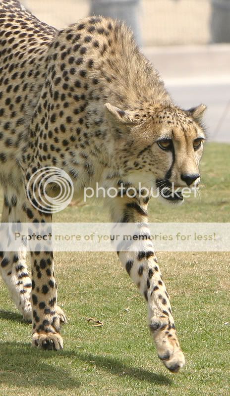 cheeta2w.jpg