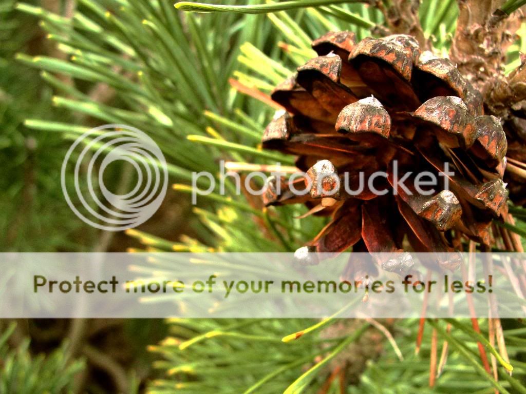 Pinecones.jpg