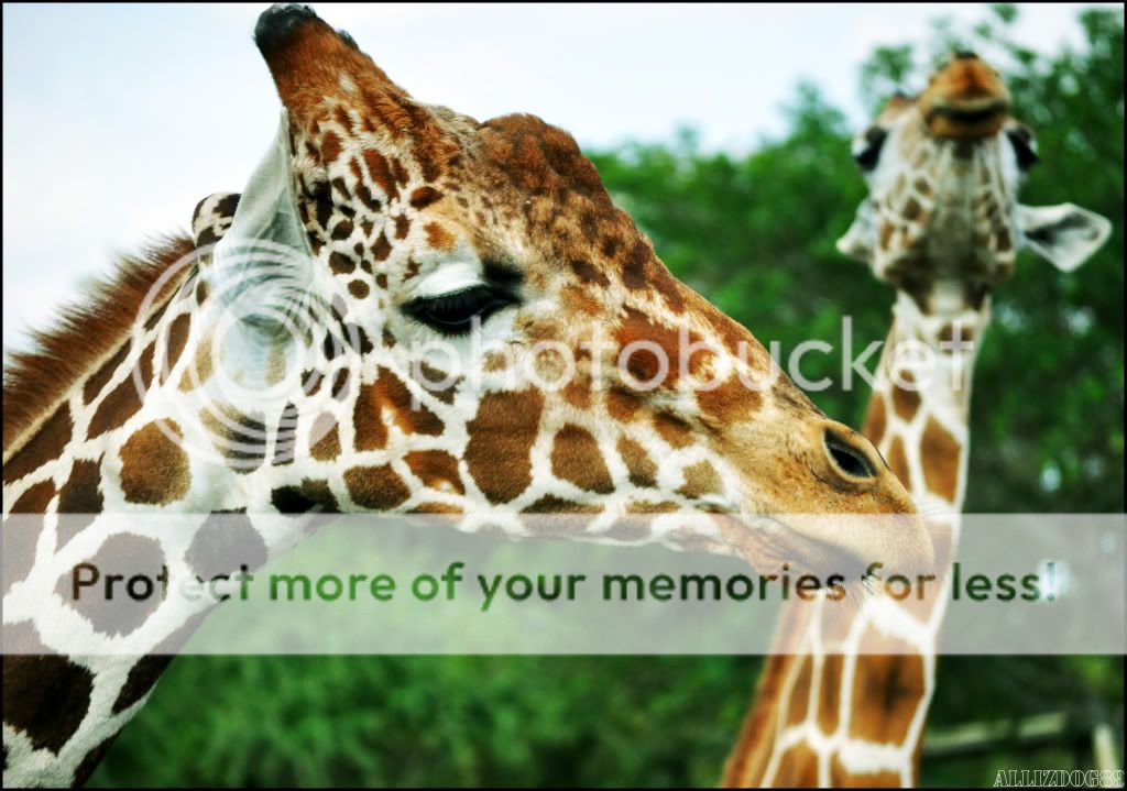 GiraffeFinal-1.jpg