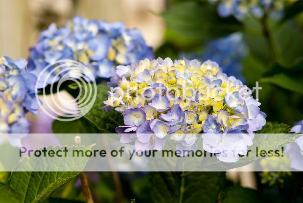 hydrangea.jpg