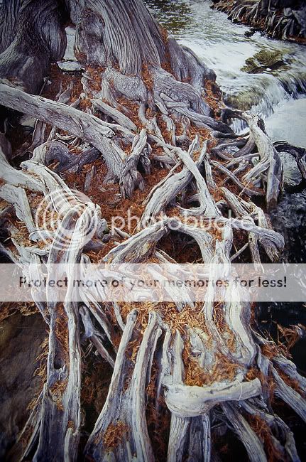 roots-velvia-sm.jpg