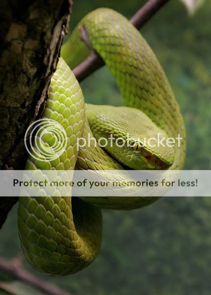 greensnake-sm.jpg