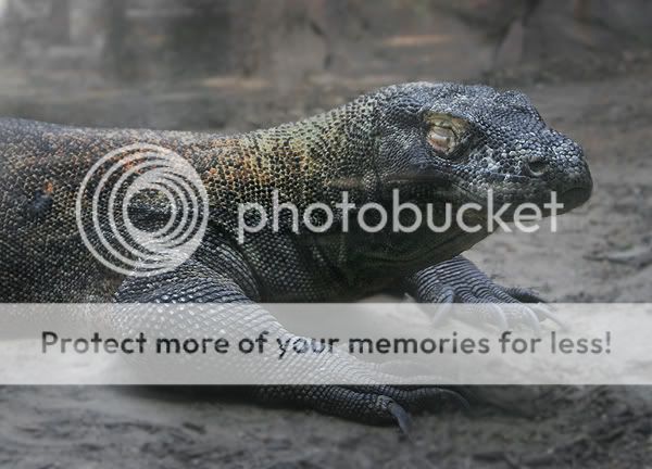 komododragon-sm.jpg