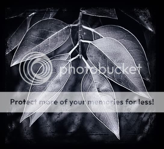 myspacebackground-leaves.jpg