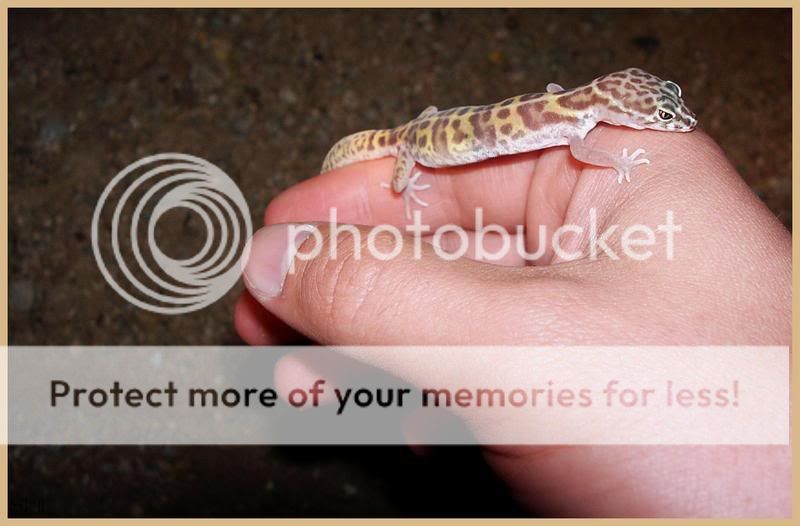 Leopardgeckoonhand.jpg