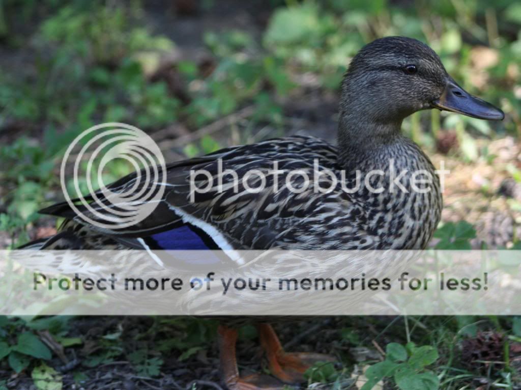 DuckCloseup.jpg